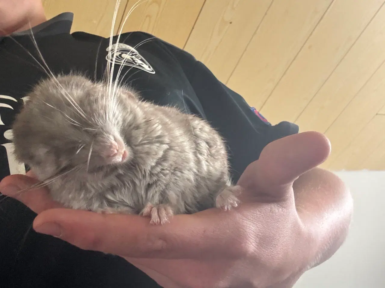Billede 3 - Chinchilla unge seks uger gammel