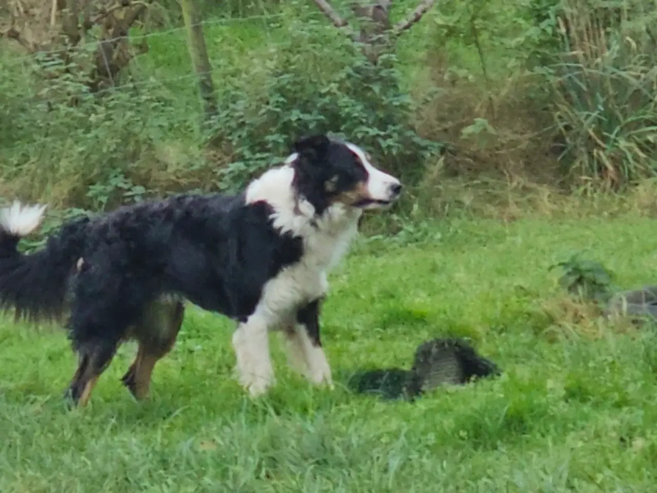 Billede 12 - Vidunderlig Border collie hvalp