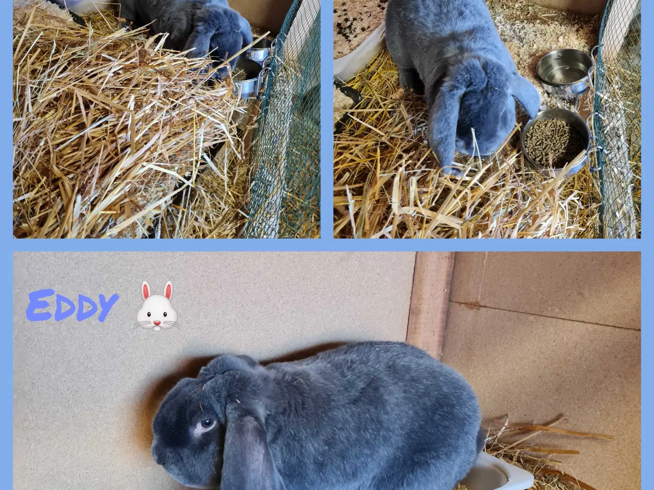 Billede 5 - Franske væddere søger nye hjem 🐰