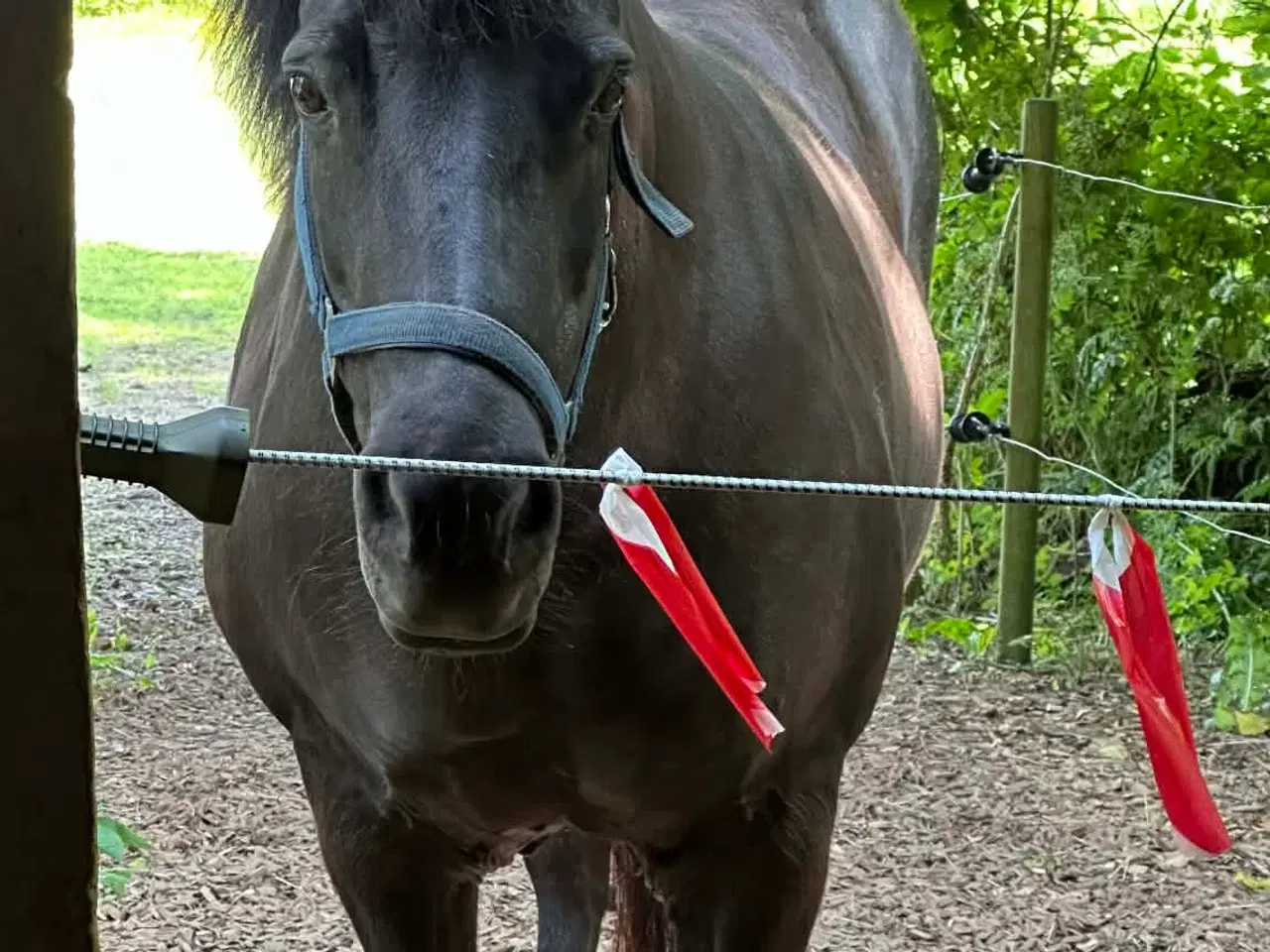 Billede 4 - Islænder + shetlandspony (reserveret) 