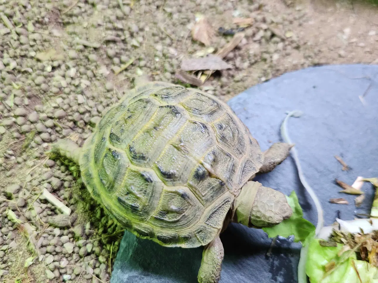 Billede 3 - Russisk Landskildpadde