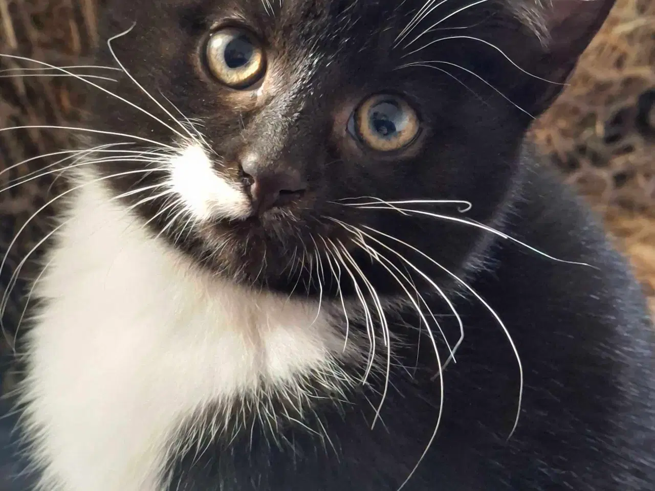 Billede 1 - Søde og tamme staldkillinger