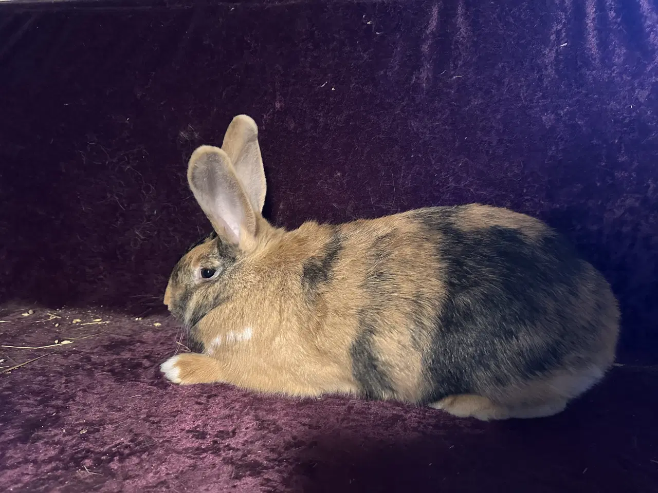 Billede 6 - Kaniner