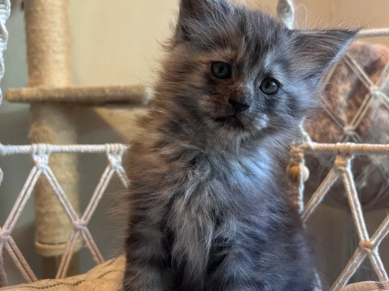 Billede 3 - Mainecoon