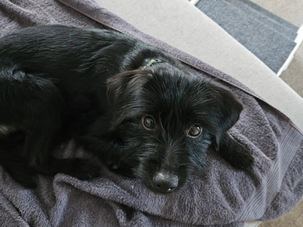 Billede 3 - Puddelblanding med yorksie terrie 