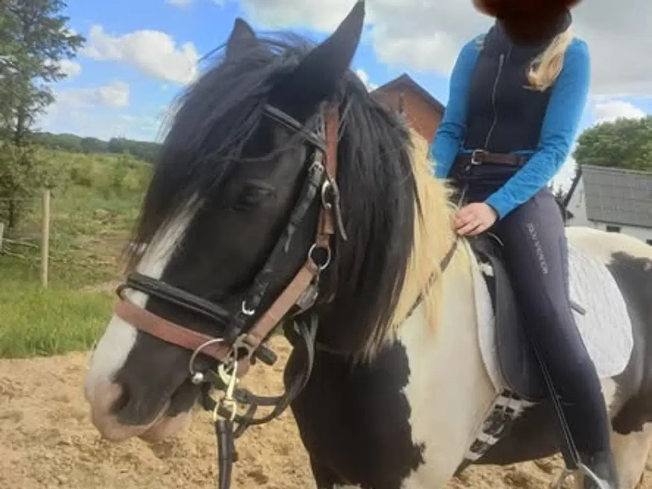 Billede 2 - Skøn hoppe sælges