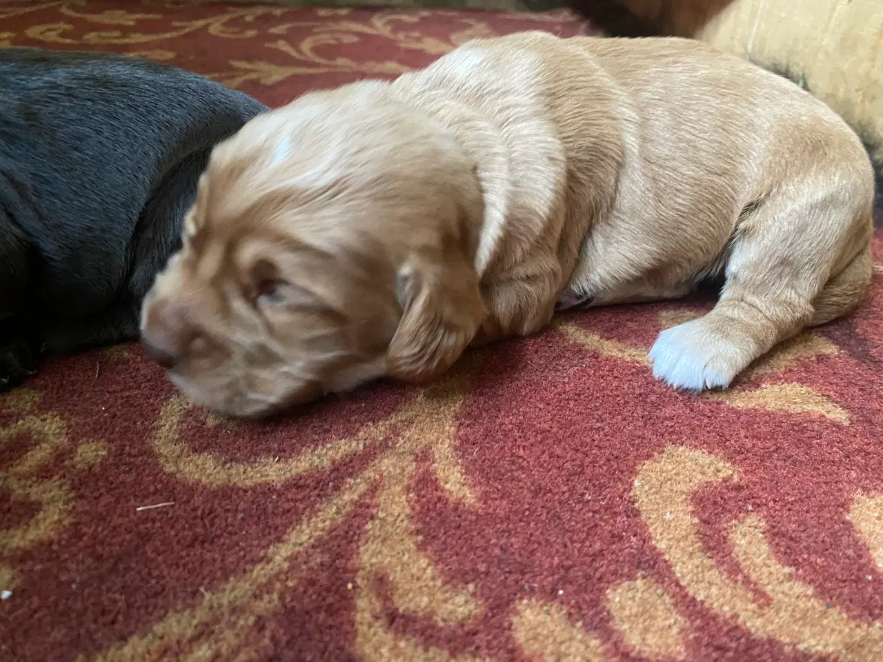 Billede 5 - FT Cocker Spaniel hvalpe