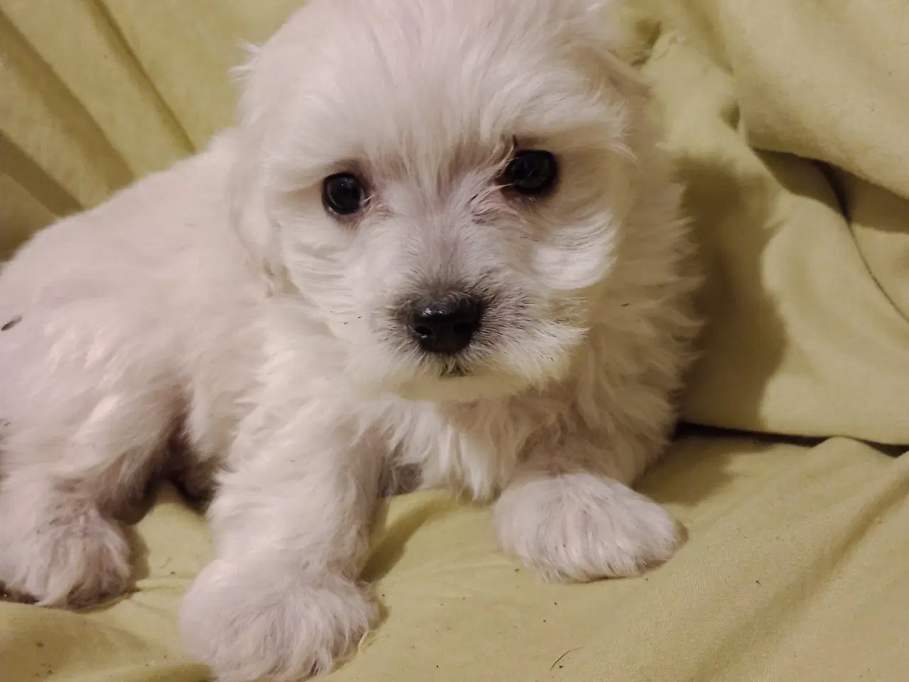 Billede 6 - Maltipoo hvalpe