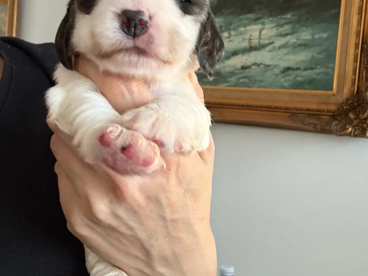 Billede 1 - Racerene Cocker Spaniel til salgs 🎄