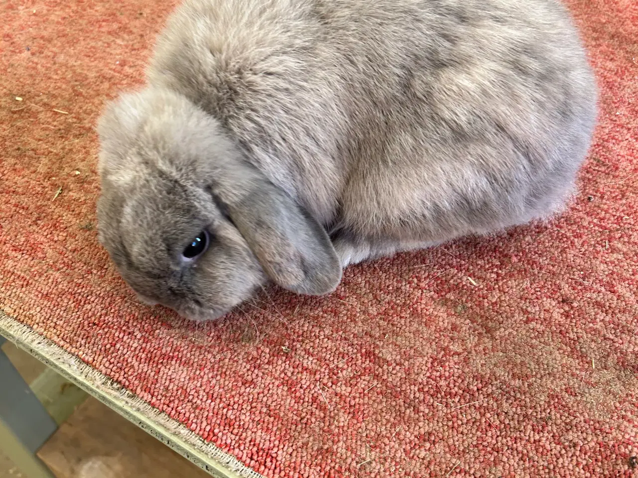 Billede 1 - Han Mini lop