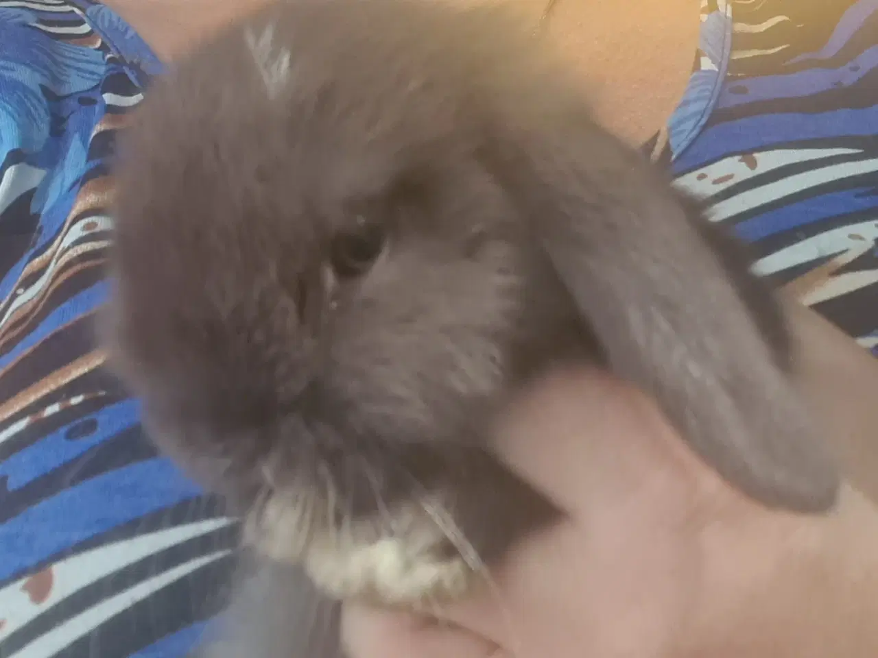 Billede 10 - Mini Lop, kanin unger 