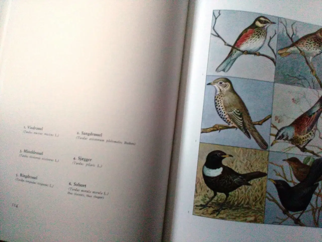 Billede 7 - Fuglebogen.