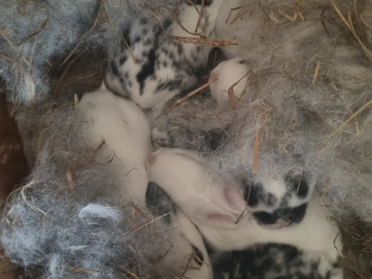 Billede 6 - Fine kaninunger