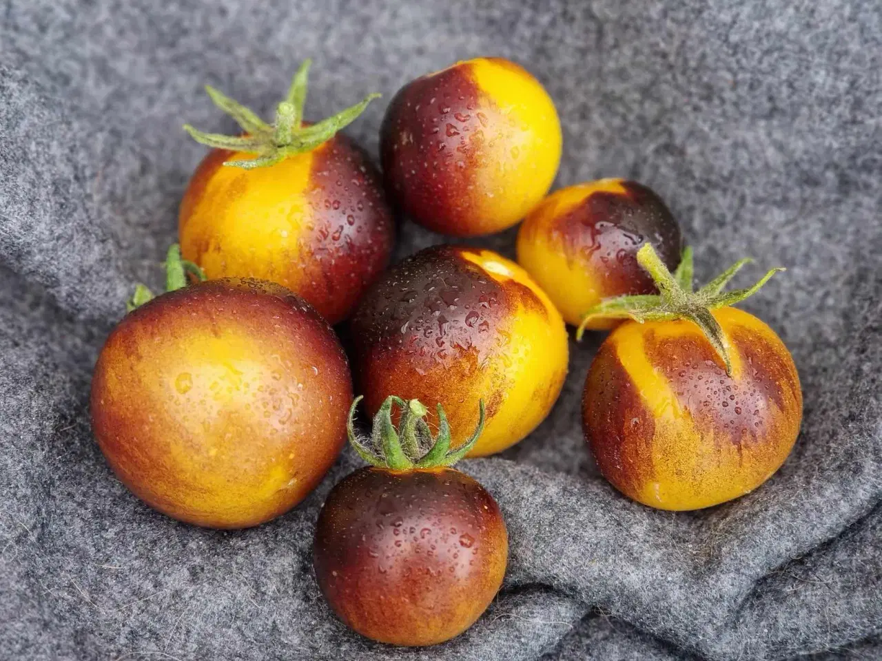 Billede 11 - 275 tomatsorter - Frø!!