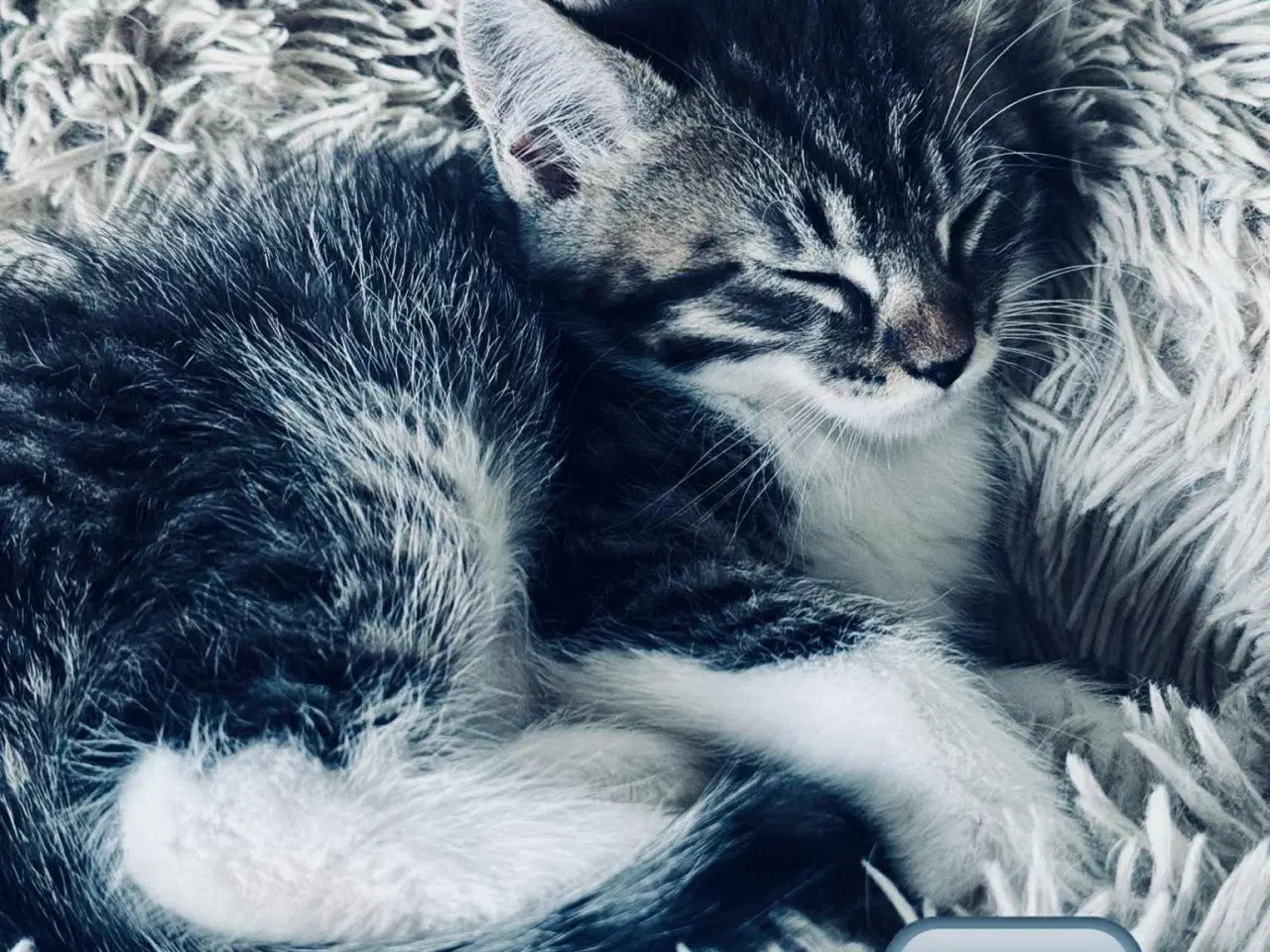 Billede 5 - Maine coon  