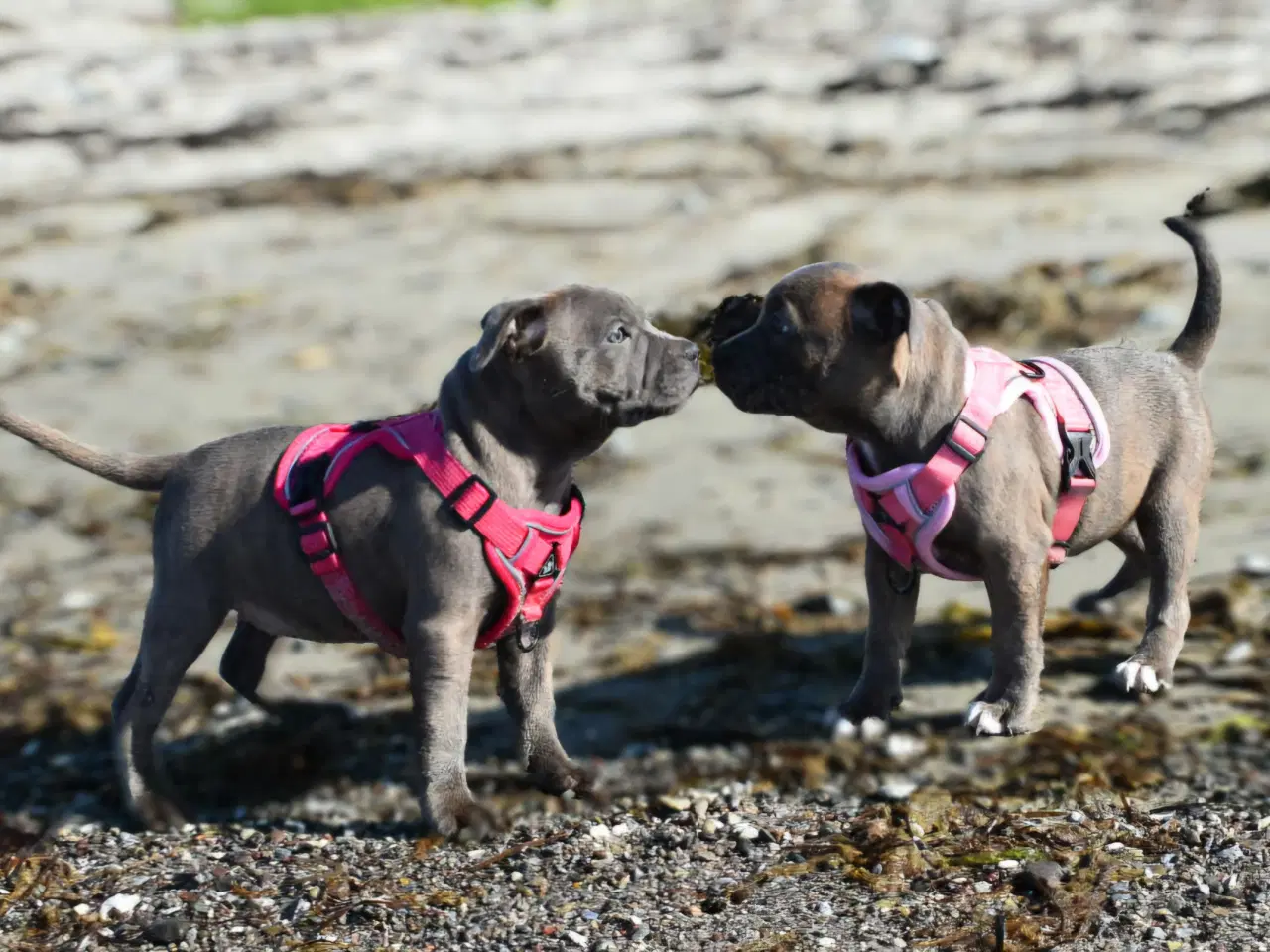 Billede 6 - Dkk staffordshire bull terrier 