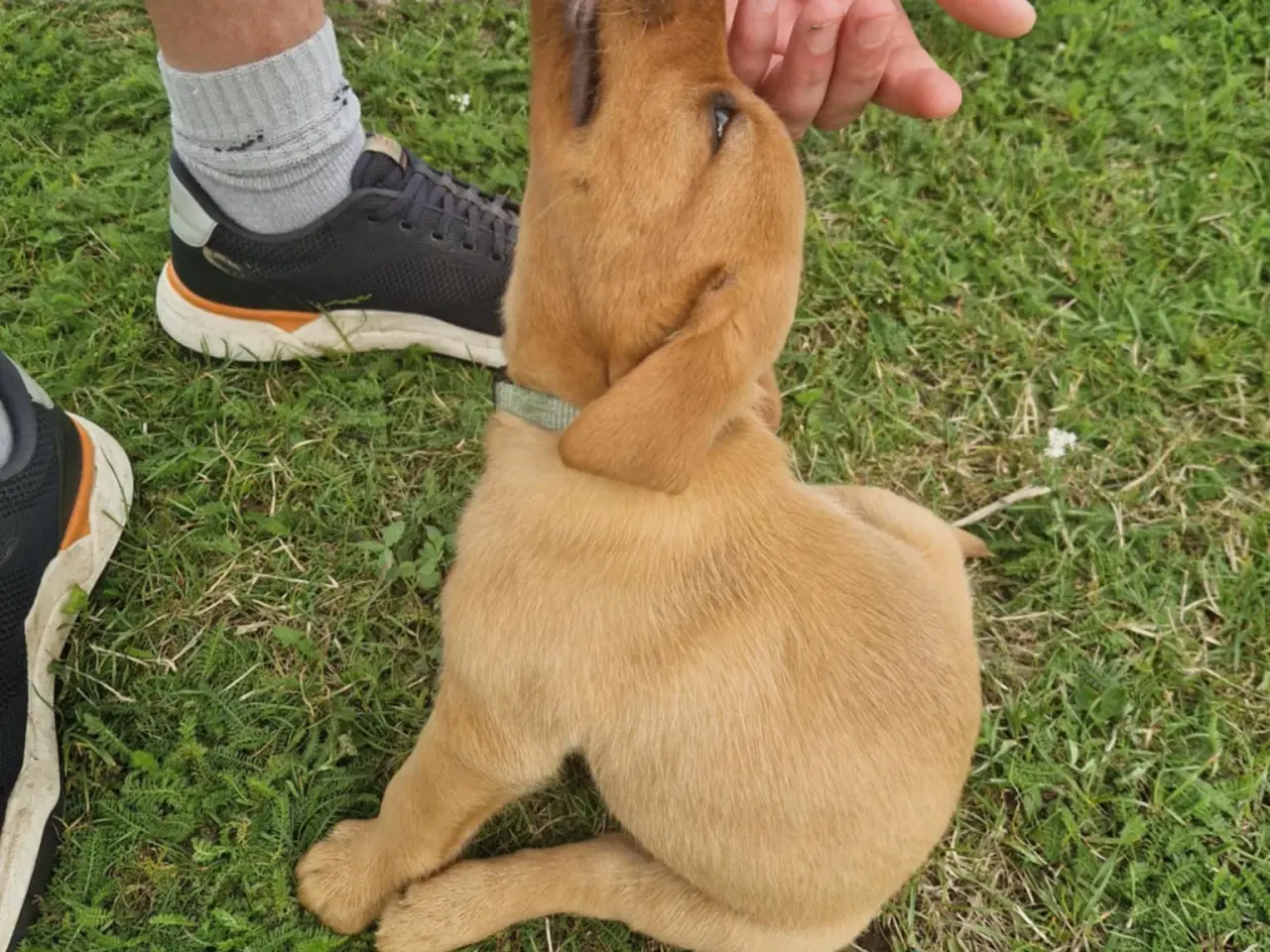 Billede 3 - Fox red labrador