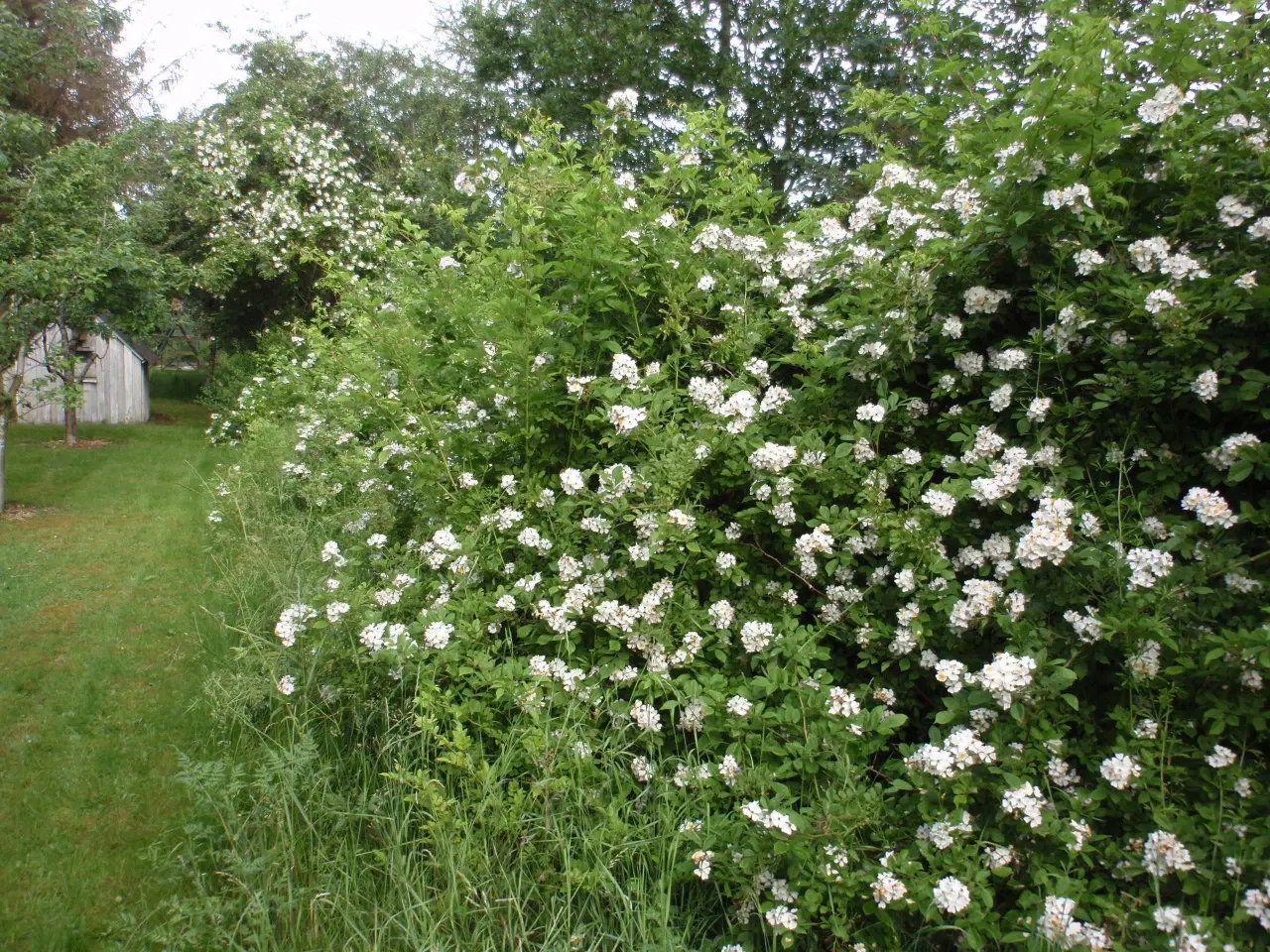 Billede 3 - Mangeblomstret rose - Remisseplante.