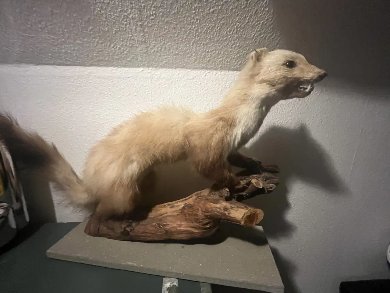 Billede 1 - Mår / udstoppet 