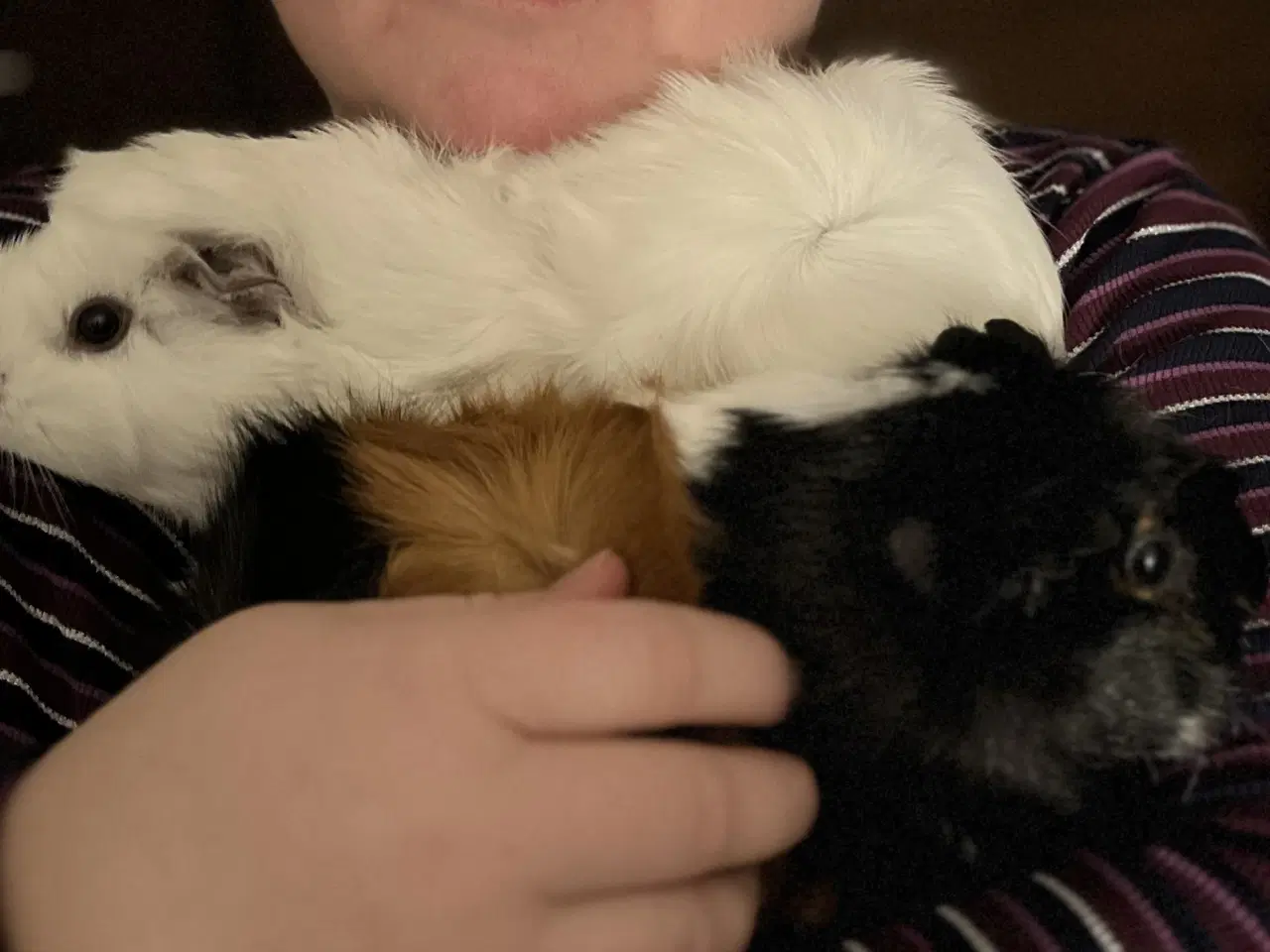 Billede 5 - To hun maresvin sælges med bur og alt tilbehør 