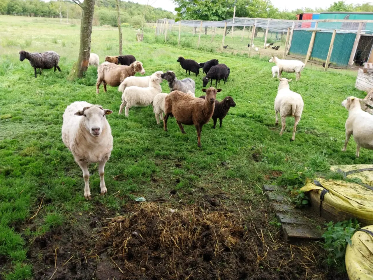 Billede 3 - Sort & hvidt får i 6818 til salg.
