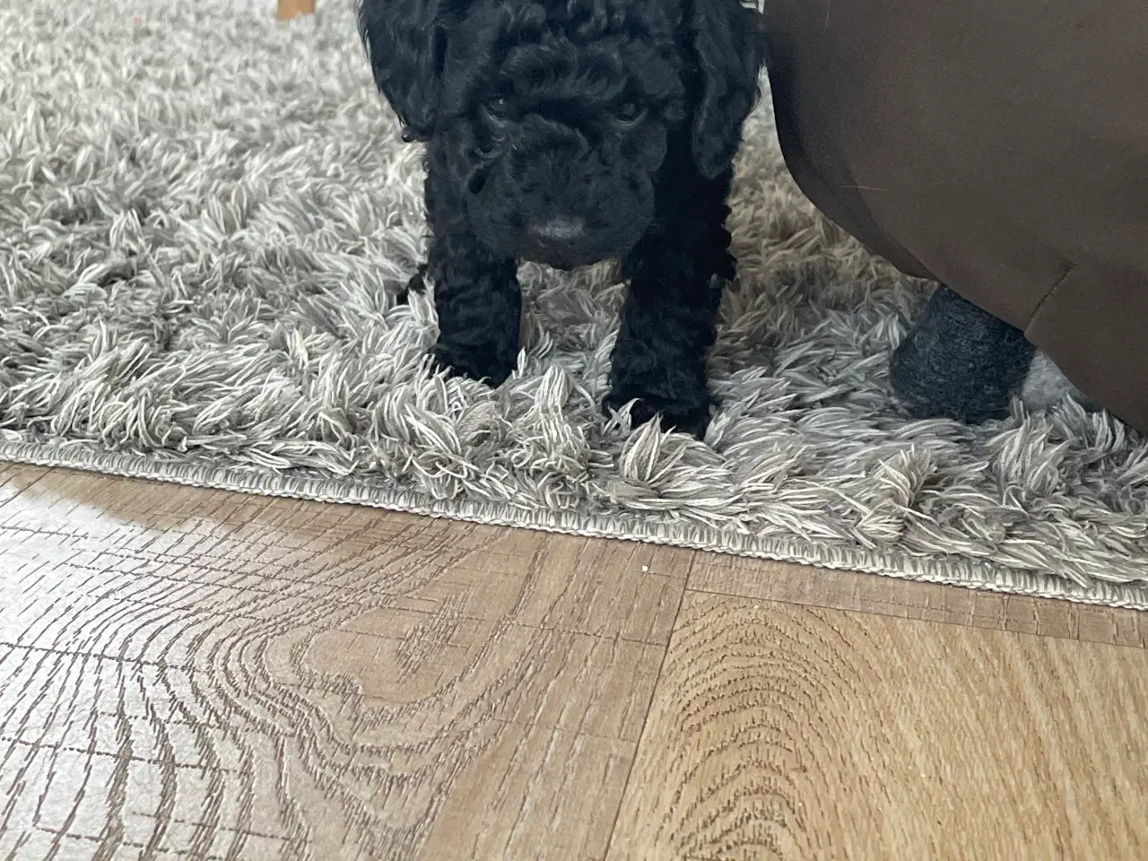 Billede 4 - Dværgpuddel hvalpe søger nyt hjem