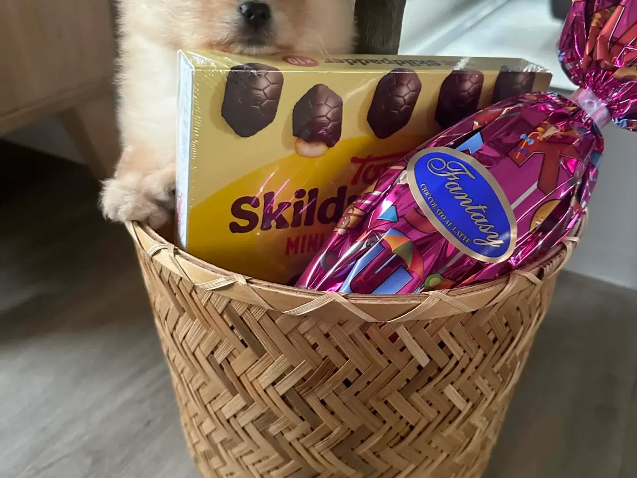 Billede 10 - 3 søde Pomeranian tæver søger kærlige hjem