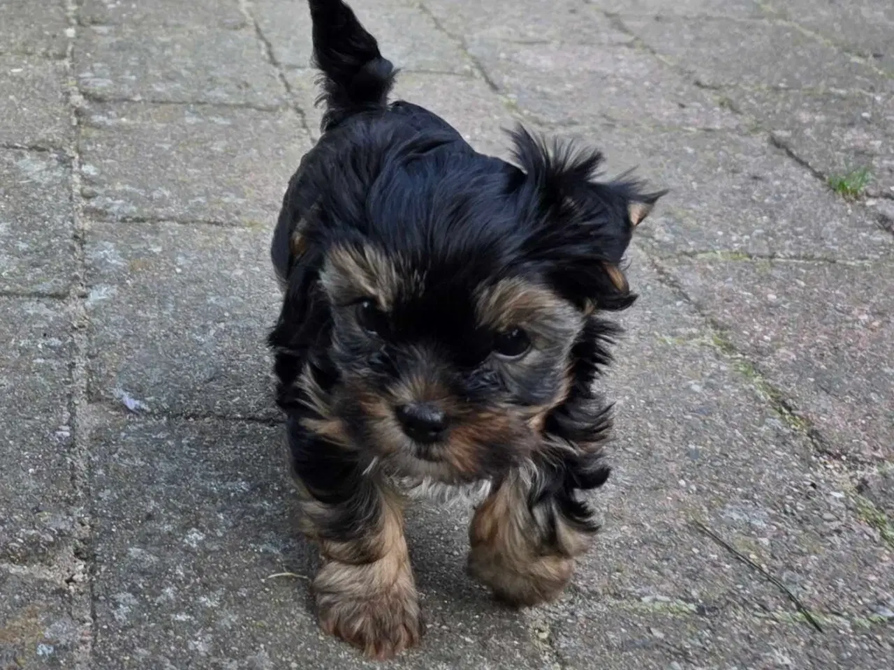 Billede 4 - Yorkshire terrier colored 