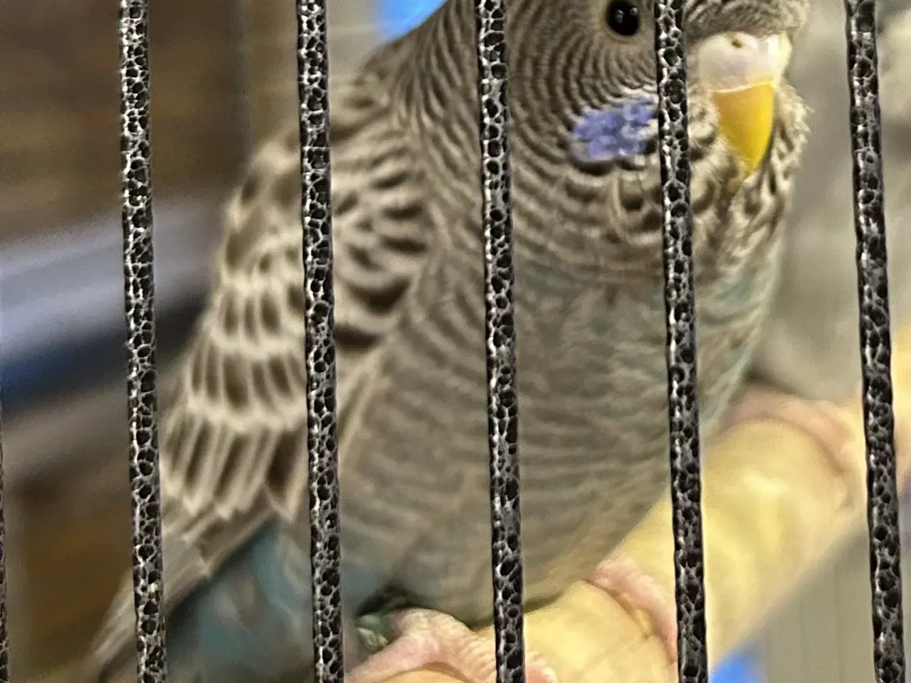 Billede 18 - Blackface undulater 