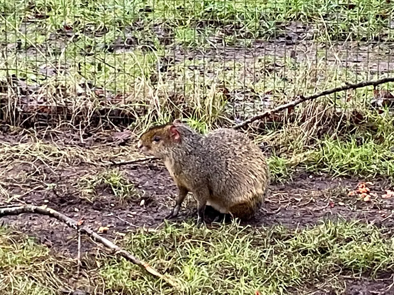 Billede 4 - Grøn Agouti