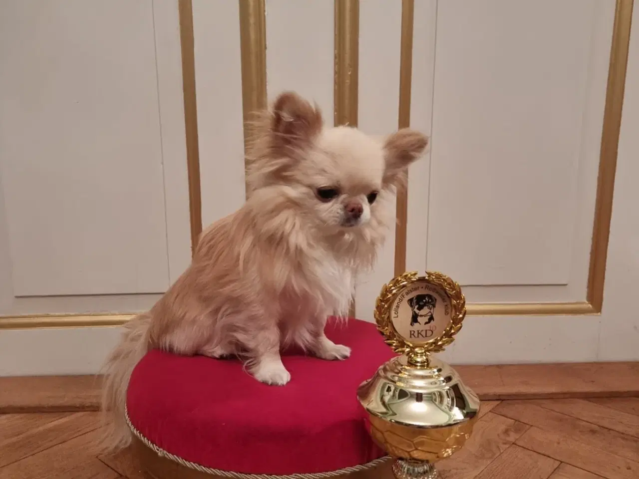 Billede 16 - Mini Chihuahua