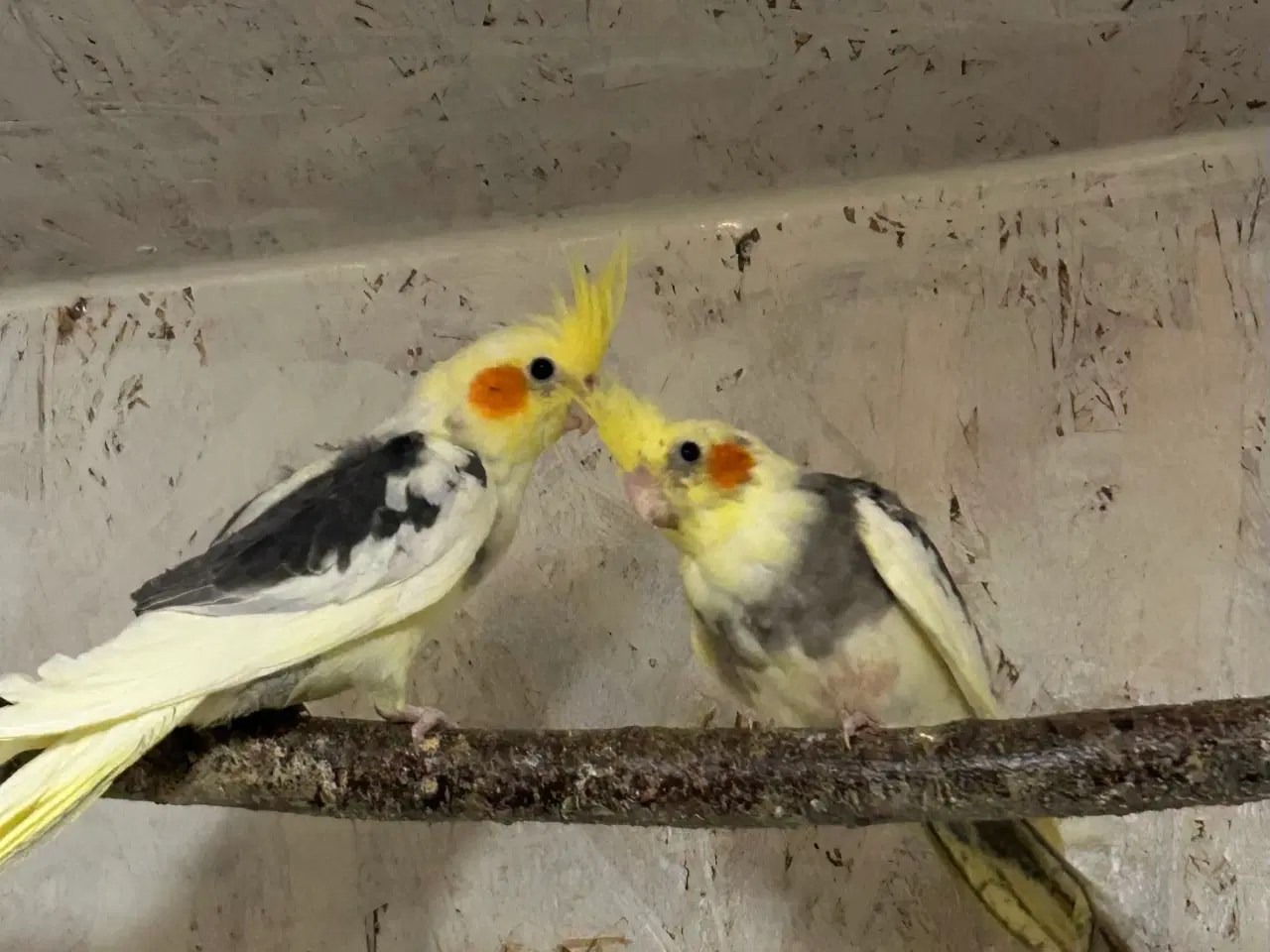 Billede 2 - Nymfeparakitter