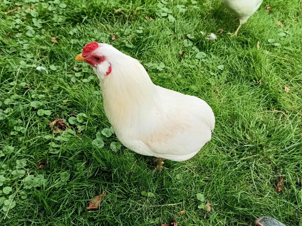 Billede 7 - Dværg mix kyllinger