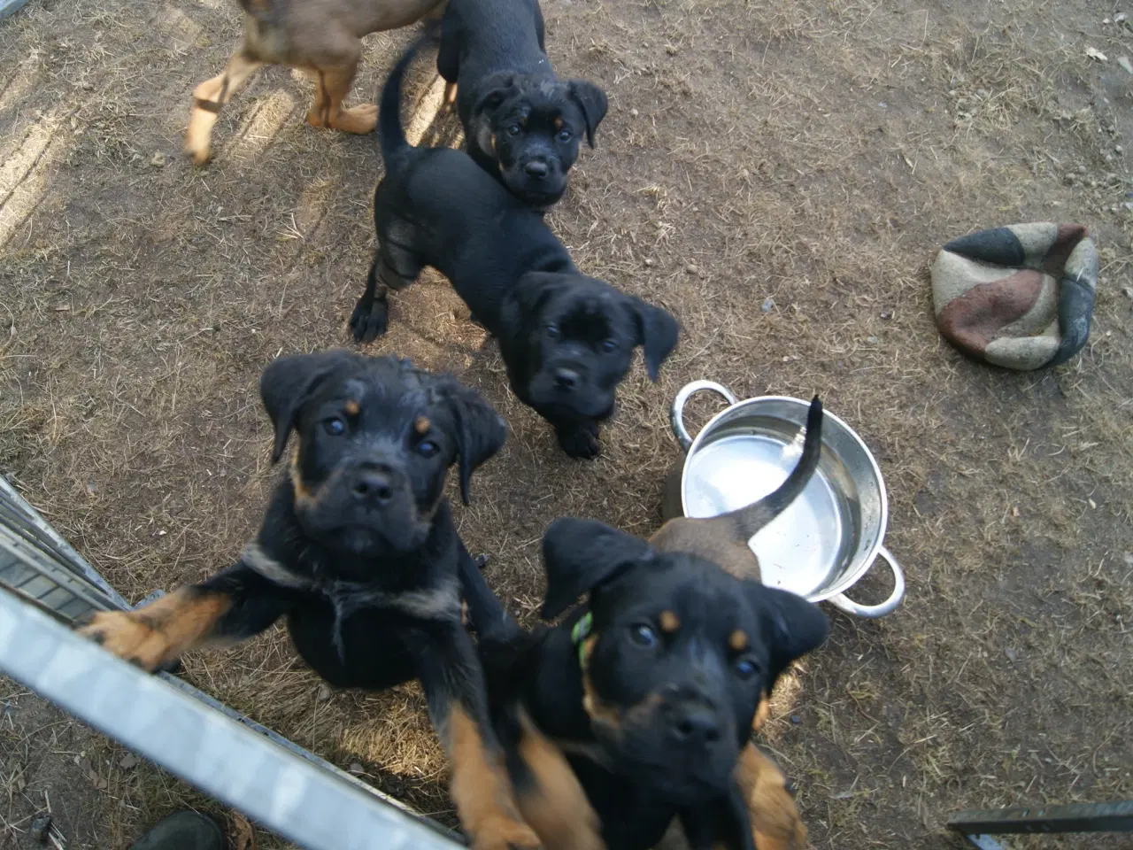 Billede 3 - Cane Corso blandings Hvalpe. d 31.08.25. 3 retur. 