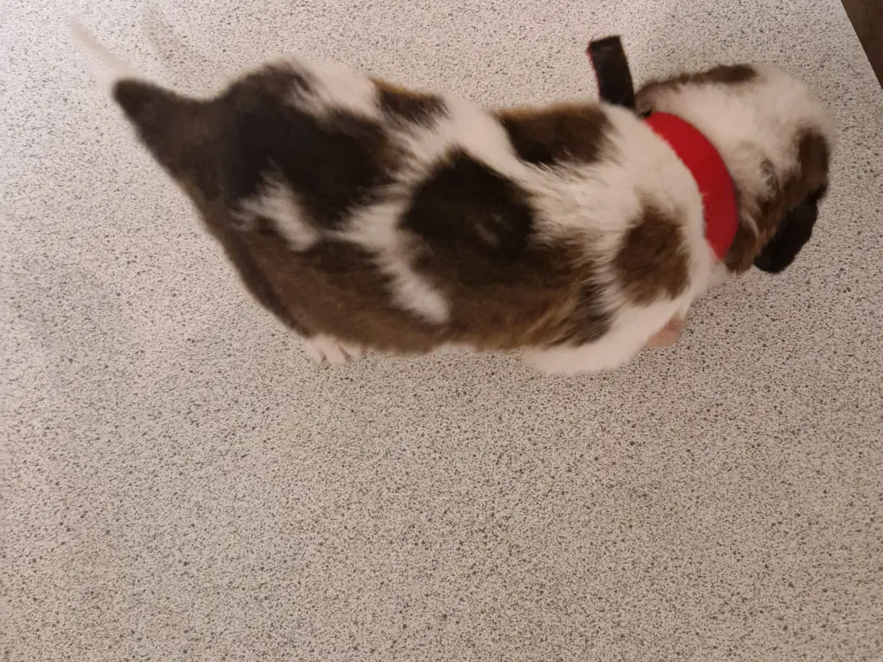 Billede 11 - 9 sankt bernhard hvalpe søg nyt hjem