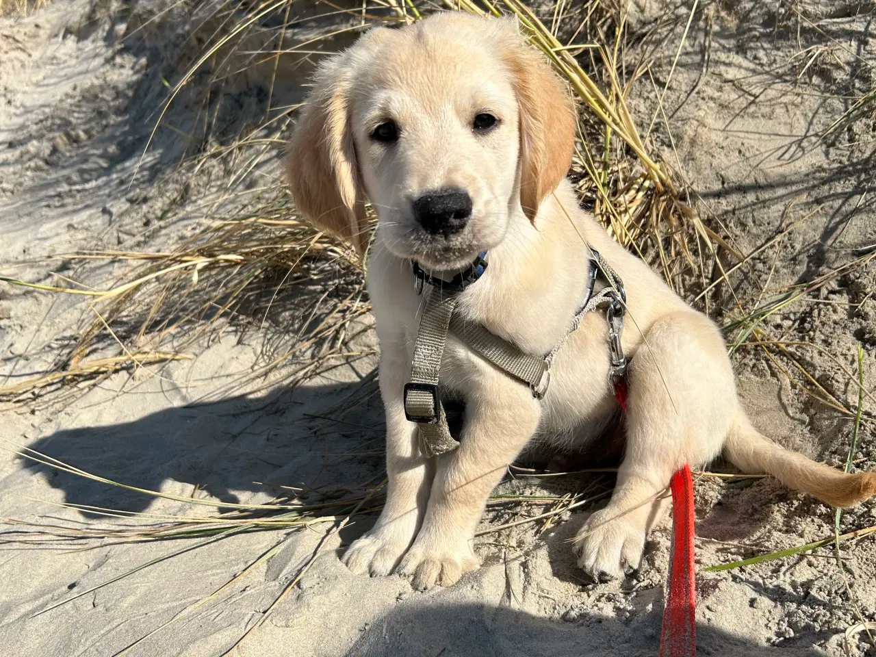 Billede 4 - Golden retriever hvalpe