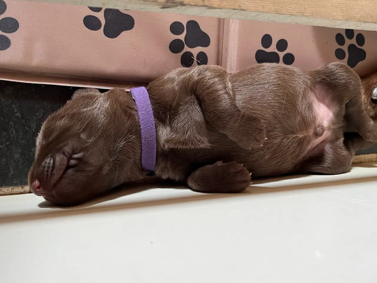 Billede 3 - Labradoodle