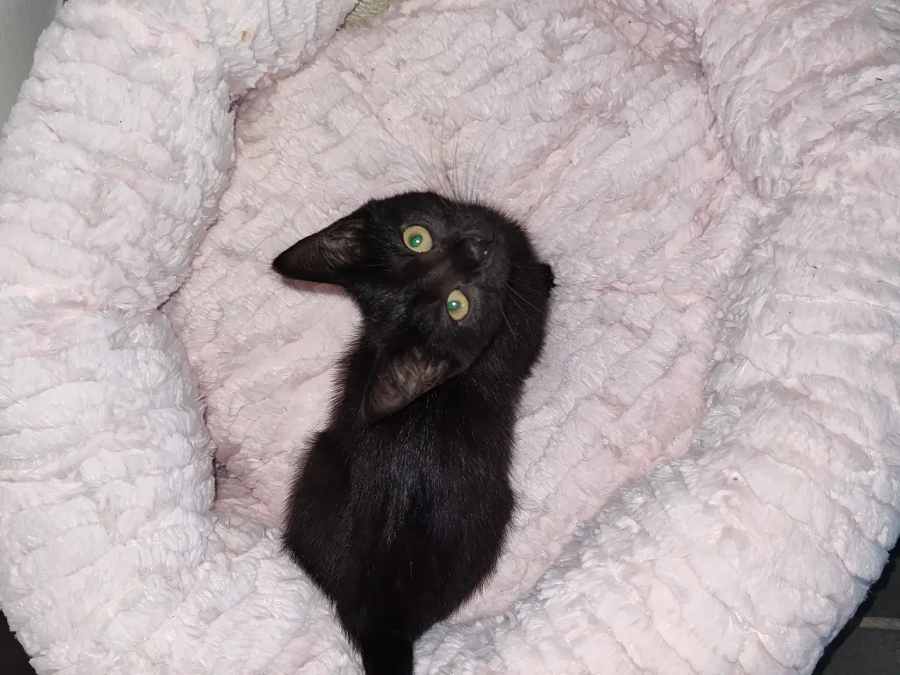 Billede 2 - Killinger