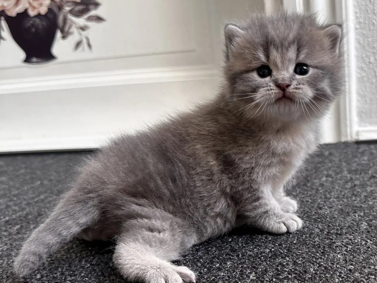 Billede 11 - British shorthair killinger søger hjem