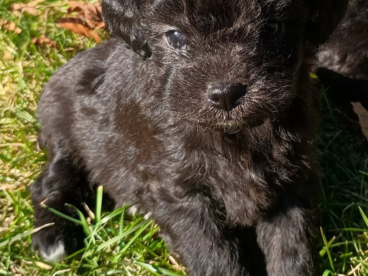 Billede 2 - 4 små mixpoo piger 🩷