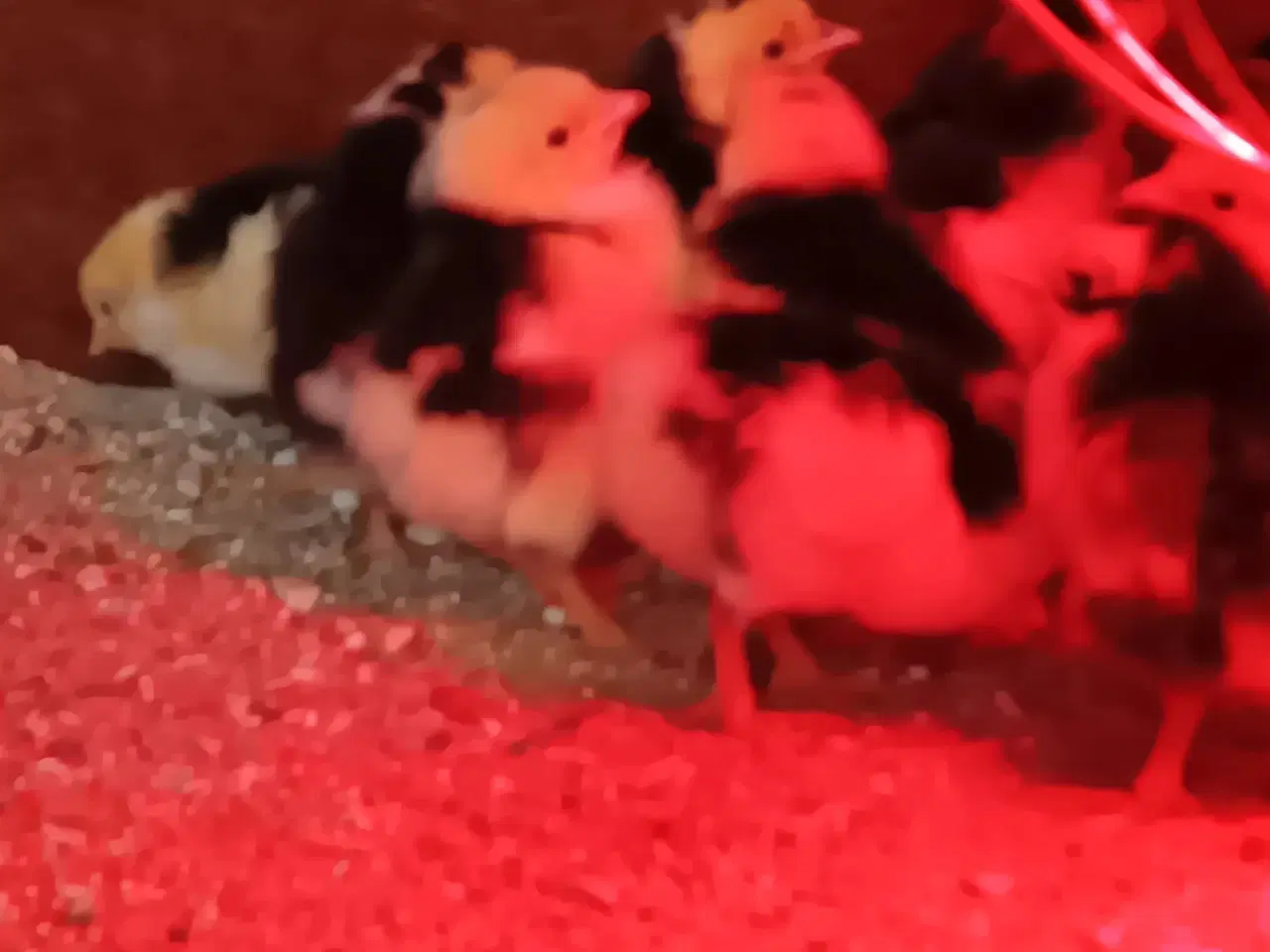 Billede 4 - SKÅNSKE BLOMSTERHØNS KYLLINGER 🐣🐥🐤