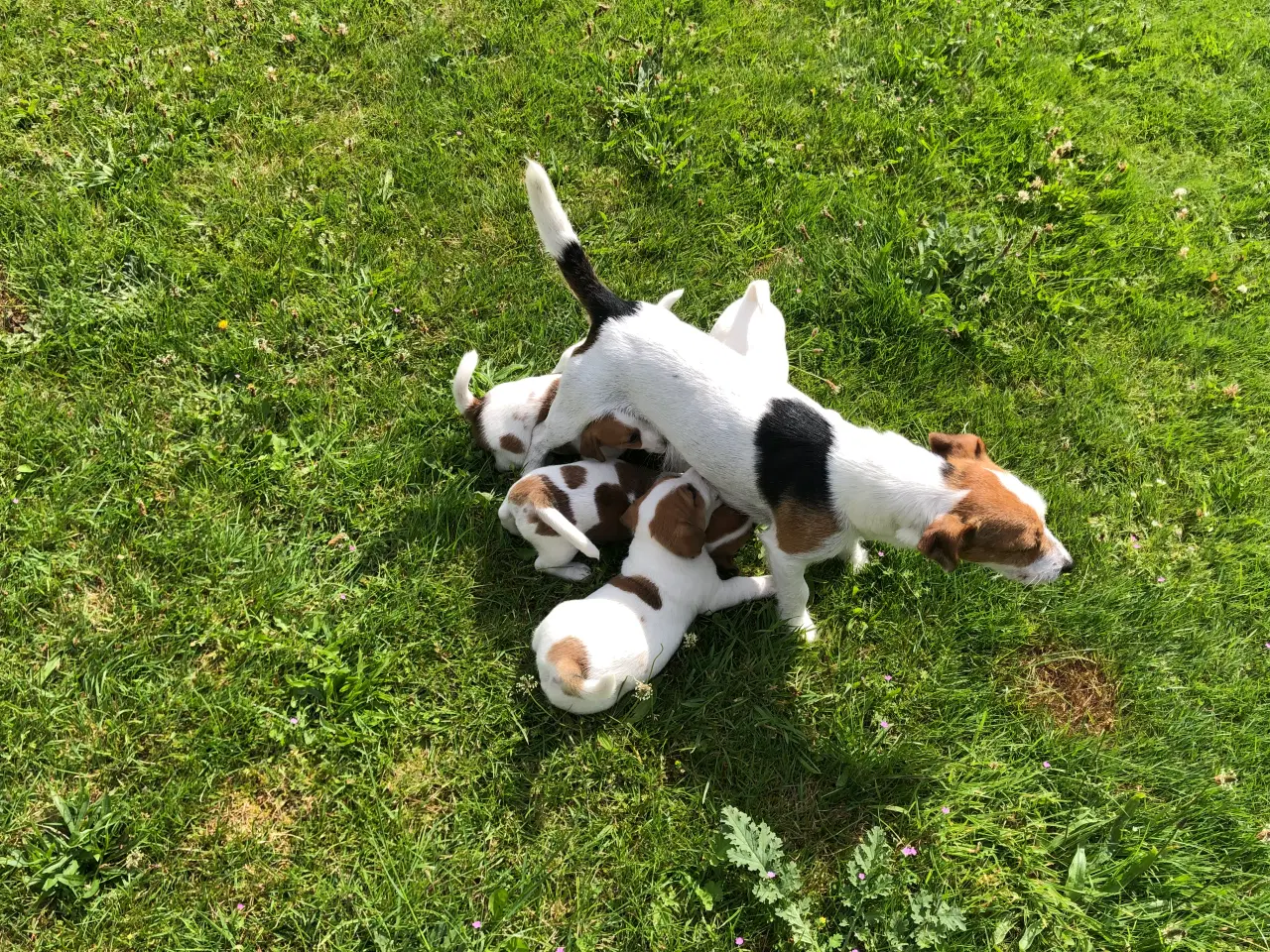 Billede 15 - Jack Russell Terrier