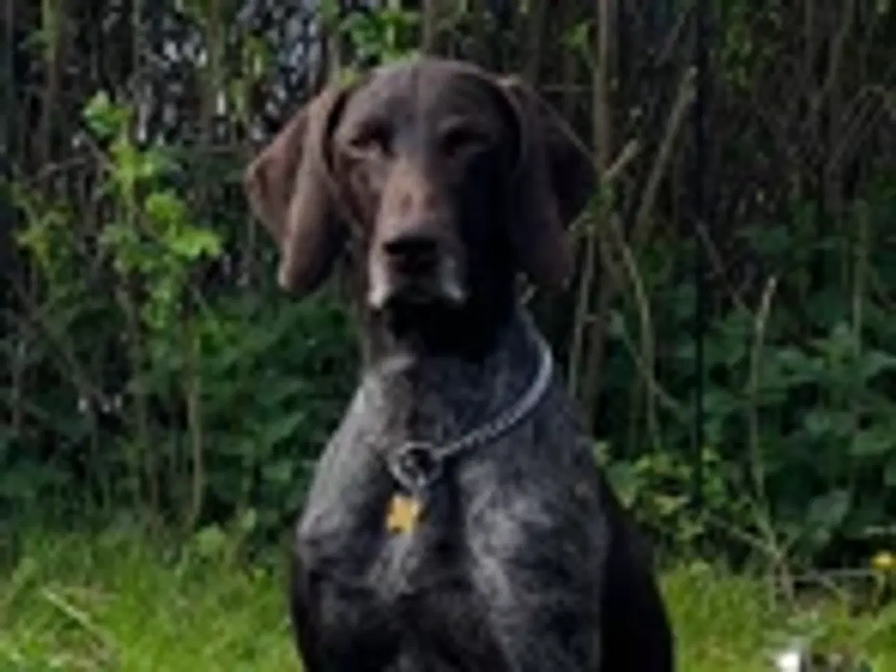 Billede 5 - Tysk korthåret hønsehund