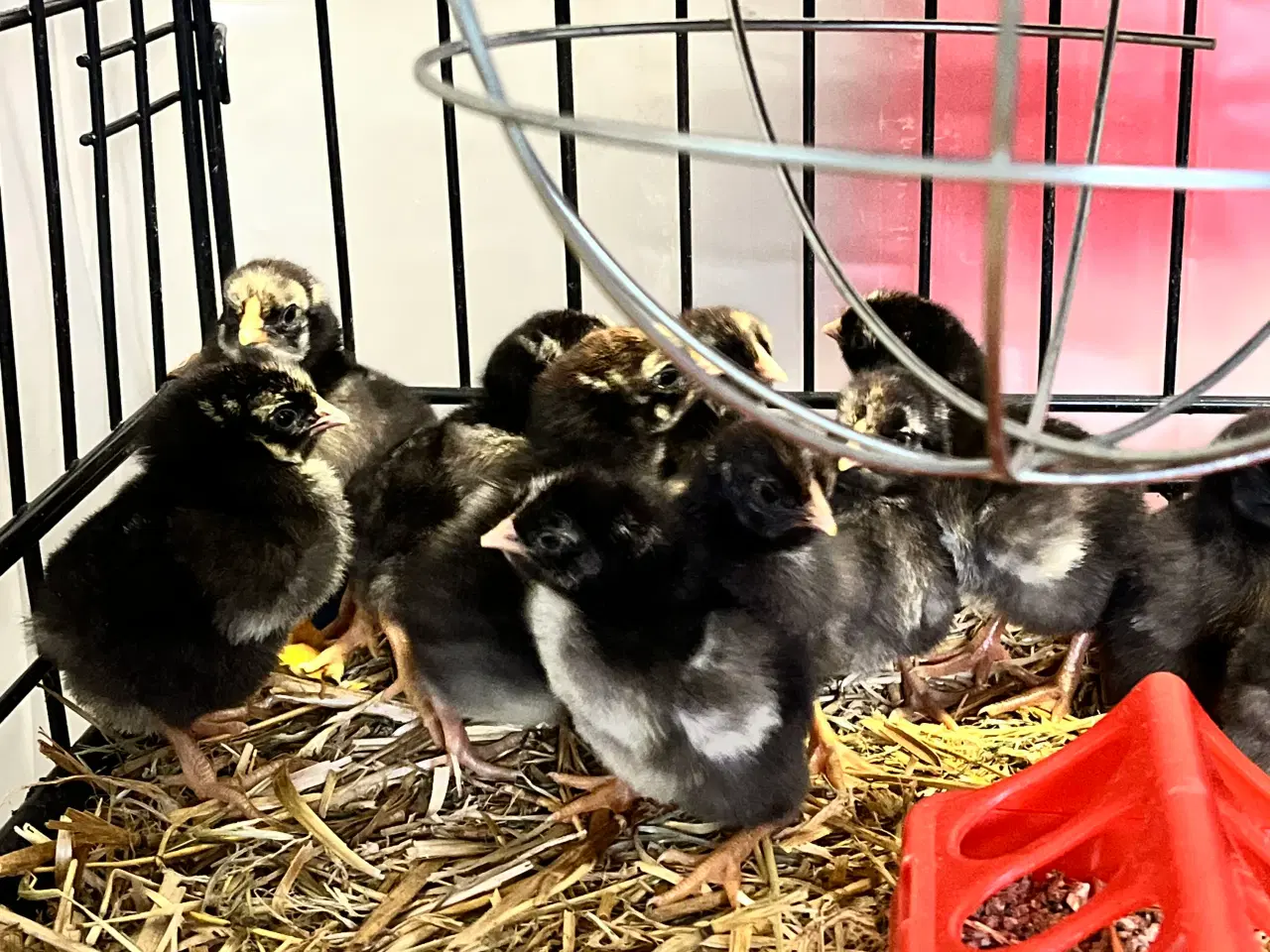 Billede 1 - Daggamle kylling af sølv sortrandet wyandotter