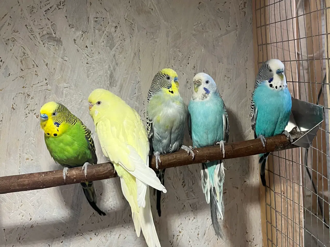 Billede 1 - Undulater