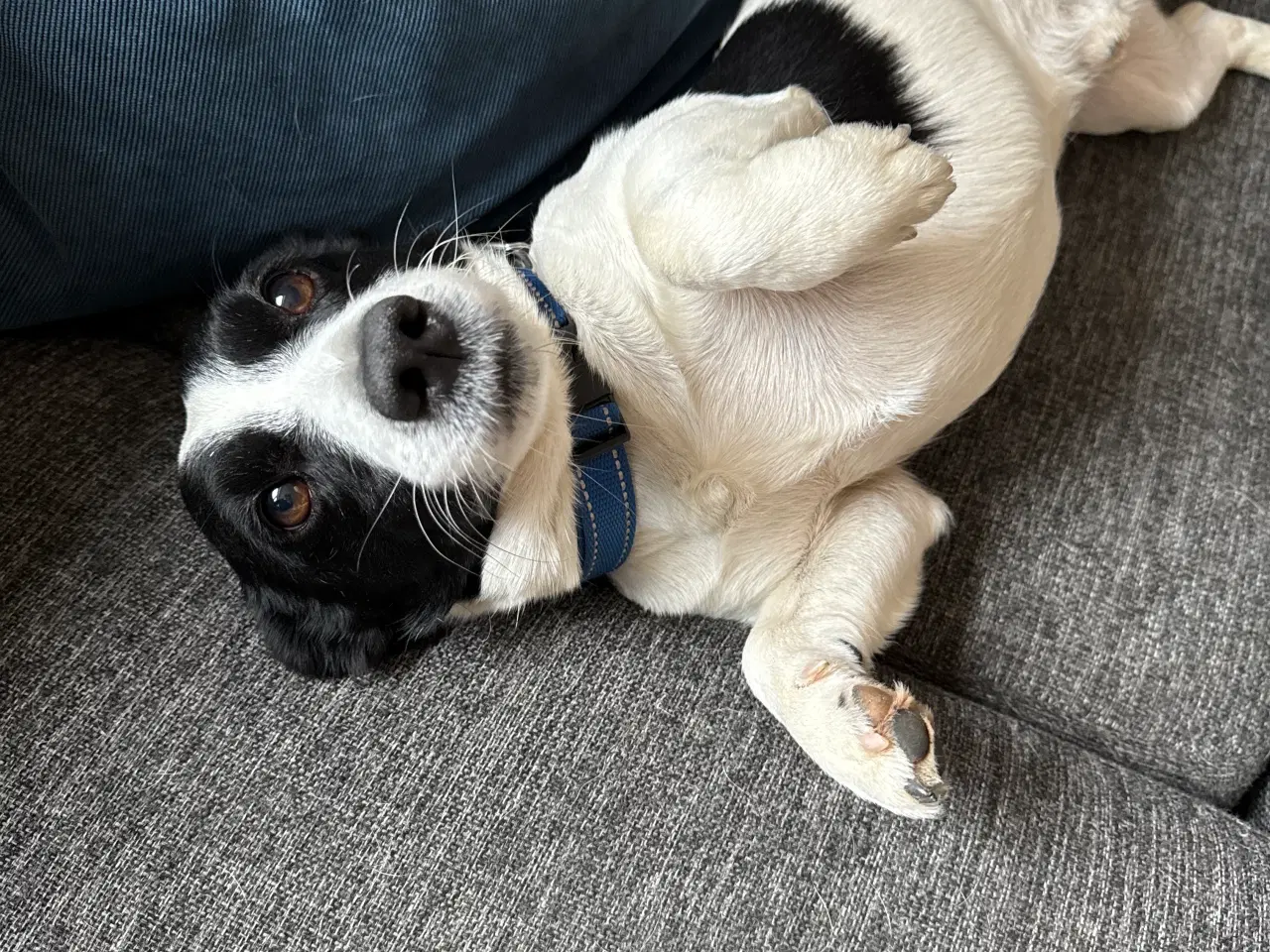 Billede 10 - Hvalpe blanding dansk Svend/jack Russel 