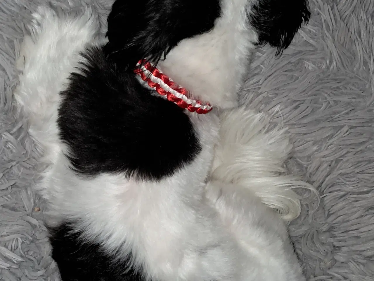 Billede 3 - Han søges til parring søges