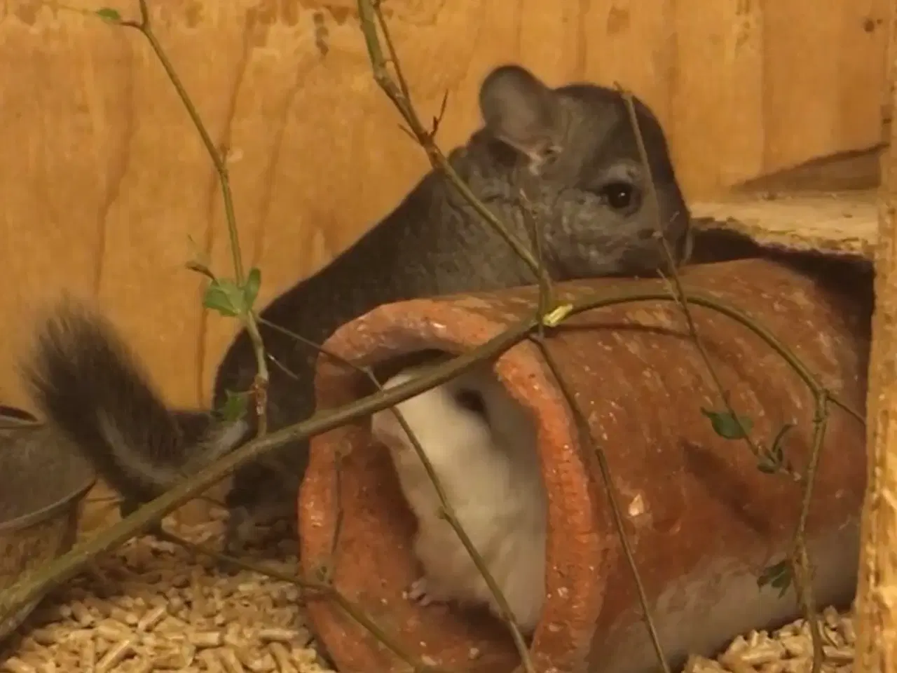 Billede 13 - Rpa og Rpac ( Angora) chinchillaer søger nyt hjem 