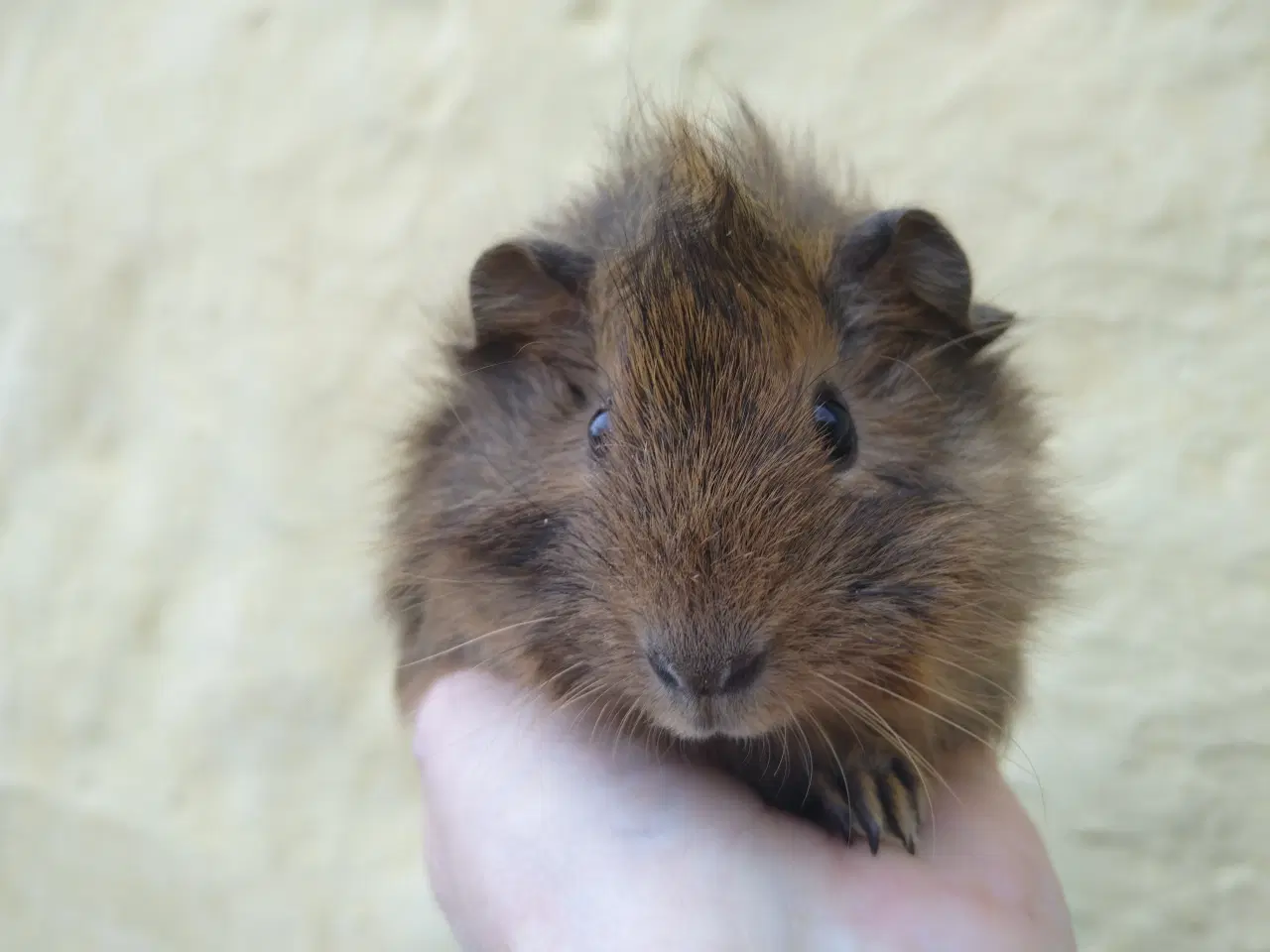 Billede 6 - 2 x Han unge til voksen, der har mistet makkeren.