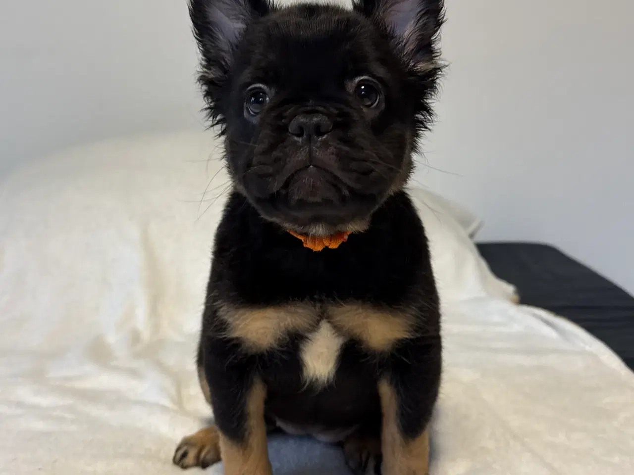 Billede 7 - Fluffy Fransk bulldog valpar leveranklara